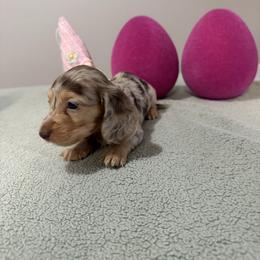 Bella - Dapple female Dachshund puppy in Dawson, Alabama from Bells Dashing Dachshunds