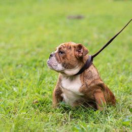 Bulldog Puppies from Brandywine Bulldogs