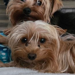 Fluffers - Yorkshire Terrier