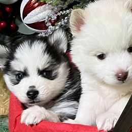 Milky black white girl with silver - Black and white female Pomsky puppy in Enid, Oklahoma from Mile Hi Pomskies