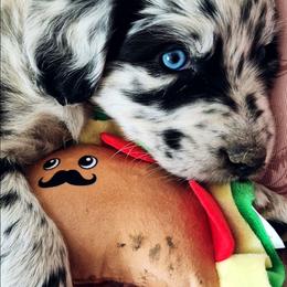 Girl 1 Blue Merle- Blue eyes - Blue merle female Australian Shepherd puppy in Sioux Falls, Sd Area, South Dakota from Diamond Aussies N the Rough