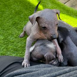 Horchata - Black white and tan female Xoloitzcuintli puppy in Manitowoc, Wisconsin from Wonderland Kennel