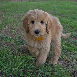Cody - Apricot male Goldendoodle puppy in Georgetown, Tennessee from Georgetown Designer & Purebred Puppies