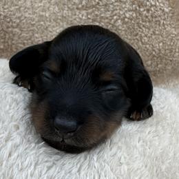 Boy - Black and tan male Dachshund puppy in Sumrall, Mississippi from JP’s Dachshunds