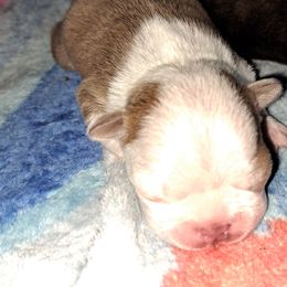 Boston Terrier Puppies from M&Bs Boston Terriers