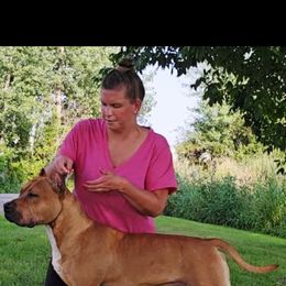 American Staffordshire Terrier All Grown Up from Woodshire AST Kennel