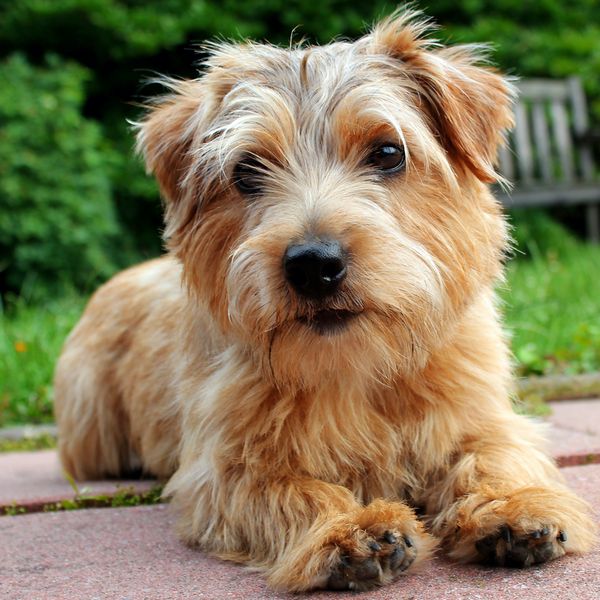 Norfolk Terrier