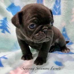 Pug and Shih Tzu Puppies from Swaying Sycamore Farm