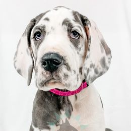 Dachshund, Great Dane, and Yorkshire Terrier Puppies from WZ Kennels