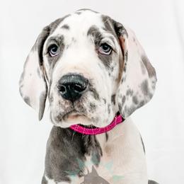 Dachshund, Great Dane, and Yorkshire Terrier Puppies from WZ Kennels