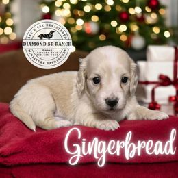 GINGERBREAD - Cream male Dachshund puppy in Columbia, Louisiana from Diamond 5R Ranch AKC & CKC Miniature Dachshunds