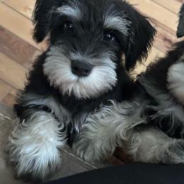 Miniature Schnauzer puppies from Daniels Mini Schnauzers