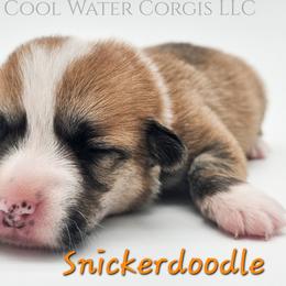 Snickerdoodle - Red female Pembroke Welsh Corgi puppy in Kiowa, Colorado from Cool Water Corgis LLC
