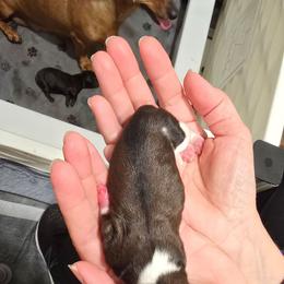 Pie Bald Boy - Piebald male Dachshund puppy in Barre, Massachusetts from Central Mass Dachshunds