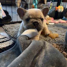 French Bulldog Puppies from Foster Lake Frenchies