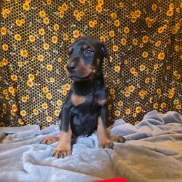 Red Boy - Black and rust male Doberman Pinscher puppy in Knox, Indiana from Double River Dobermans