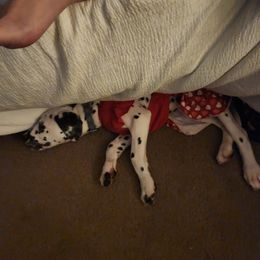 Dalmatian Puppies from America's Dalmatian Friends