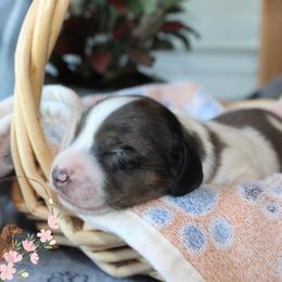 Clover - Dapple male Dachshund puppy in Pope, Mississippi from Anna’s Mini Doxies