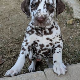 Dalmatian and Labrador Retriever Puppies from CountrySide Dalmatians & Locks of Love Labradors