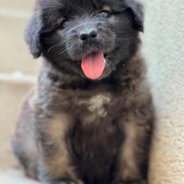 Fire Boy - Reddish brown male Leonberger puppy in Eagle Mountain, Utah from Leo Fidelis Leonbergers