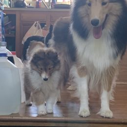 Shetland Sheepdog Puppies from Sei Bella Shelties