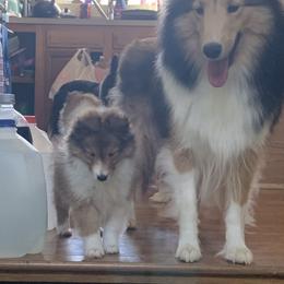 Shetland Sheepdog Puppies from Sei Bella Shelties