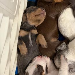 Blitzen AKC - Blue and tan female Dachshund puppy in Erie, Michigan from Champagne’s Grinch Toe’d Dachshunds