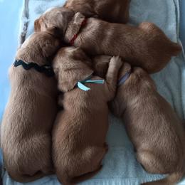 Boy 2 - male Golden Retriever puppy in Otis Orchards, Washington from Sunlite Golden Retrievers