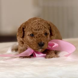 Magnolia - Apricot female Poodle puppy in Salem, Oregon from Lavish Poodles
