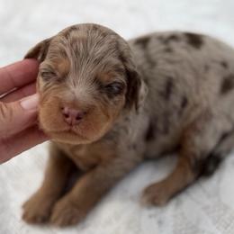 Tan collar boy - Chocolate merle male Bernedoodle puppy in Colorado Springs, Colorado from Mercy Mountain Bernedoodles