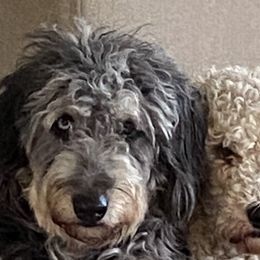 Assorted Doodle Crosses, Australian Shepherds, Bernedoodles, and Saint Berdoodles from Donciedoodlesohio.com