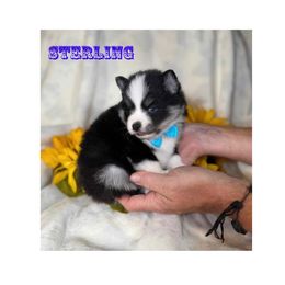 Sterling - Black and white male Pomsky puppy in Rhome, Texas from TyeDye Kennels