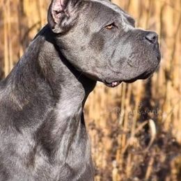 Cane Corso from Black Magic Cane Corso