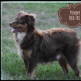 Penny - Miniature Australian Shepherd