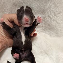 Brown Tuxedo girl - Chocolate female Goldendoodle puppy in Twin Falls, Idaho from Magic Valley Family Doodles