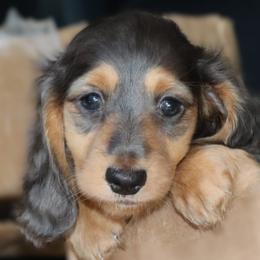 Celeste - Blue and tan female Dachshund puppy in Azle, Texas from American Dachshunds