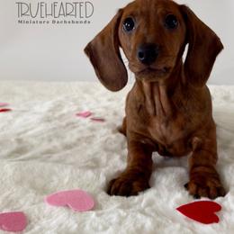 Oswald - Brindle male Dachshund puppy in Royse City, Texas from Truehearted Miniature Dachshunds