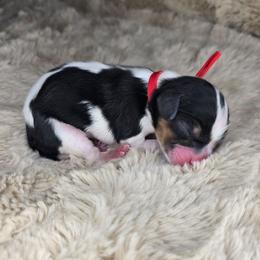 Tulip - Tri-color female Cavalier King Charles Spaniel puppy in Wildomar, California from Enchanted Rose Cavaliers