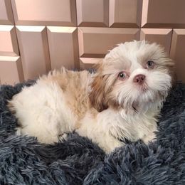 Boy 3 - Liver and white Shih Tzu puppy in Bishop, California from Shih Tzu G-ma