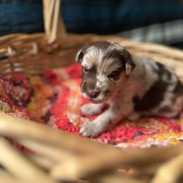Carter - Red merle male Australian Shepherd puppy in Dunn, North Carolina from The Dogs of Working Aussies Homestead