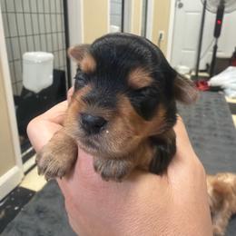 Olivia - Black and gold female Morkie puppy in Winston Salem, North Carolina from Patty’s Paws