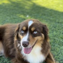 Cheyenne - Miniature Australian Shepherd