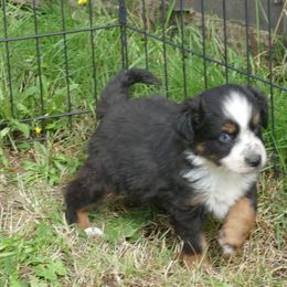 Miniature Australian Shepherd and Toy Australian Shepherd Puppies from Hughes Toys Mini Aussies