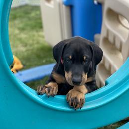 Doberman Pinscher Puppies from Jensen Dobermans
