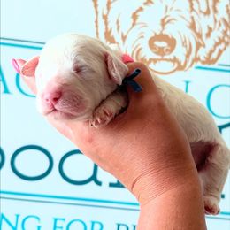 Marshmellow - Parti male Goldendoodle puppy in Mc Kee, Kentucky from Jackson County Doodles