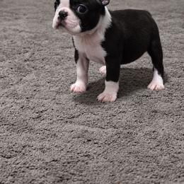 Ivy - Black brindle and white female Boston Terrier puppy in Billings, Missouri from Azaleas Euro Boxers & Boston Terriers
