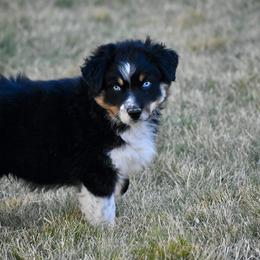 Phoenix - Black tri-color male Australian Shepherd puppy in Prineville, Oregon from KC’s Aussies