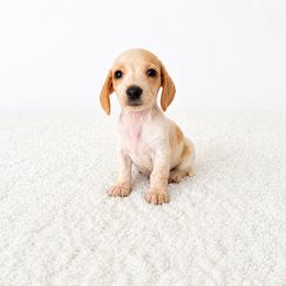 Red piebald boy - Piebald male Dachshund puppy in Wahiawa, Hawaii from Versatile Ohana