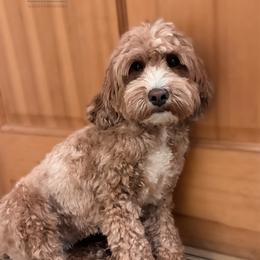 Sadie - Goldendoodle