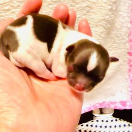 Oreo $8000 ( tiny ) - Chihuahua puppy from Eva's Chihuahua